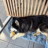 dog, black_and_white, chewing, bone, blue_rug, wooden_slats, tiled_floor, indoor, pet, fur, paw, snout, resting, animal, canine, companion, home, relaxing, playful, natural_light