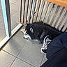 Bloom a rejoint le concours — aidez-le/la à gagner de superbes lots ! dog, sleeping, floor, tile, shoe, sneaker, checkered, fence, wood, paw, black_fur, white_fur, indoor, resting, quiet, relaxed, person, pants, leg, casual