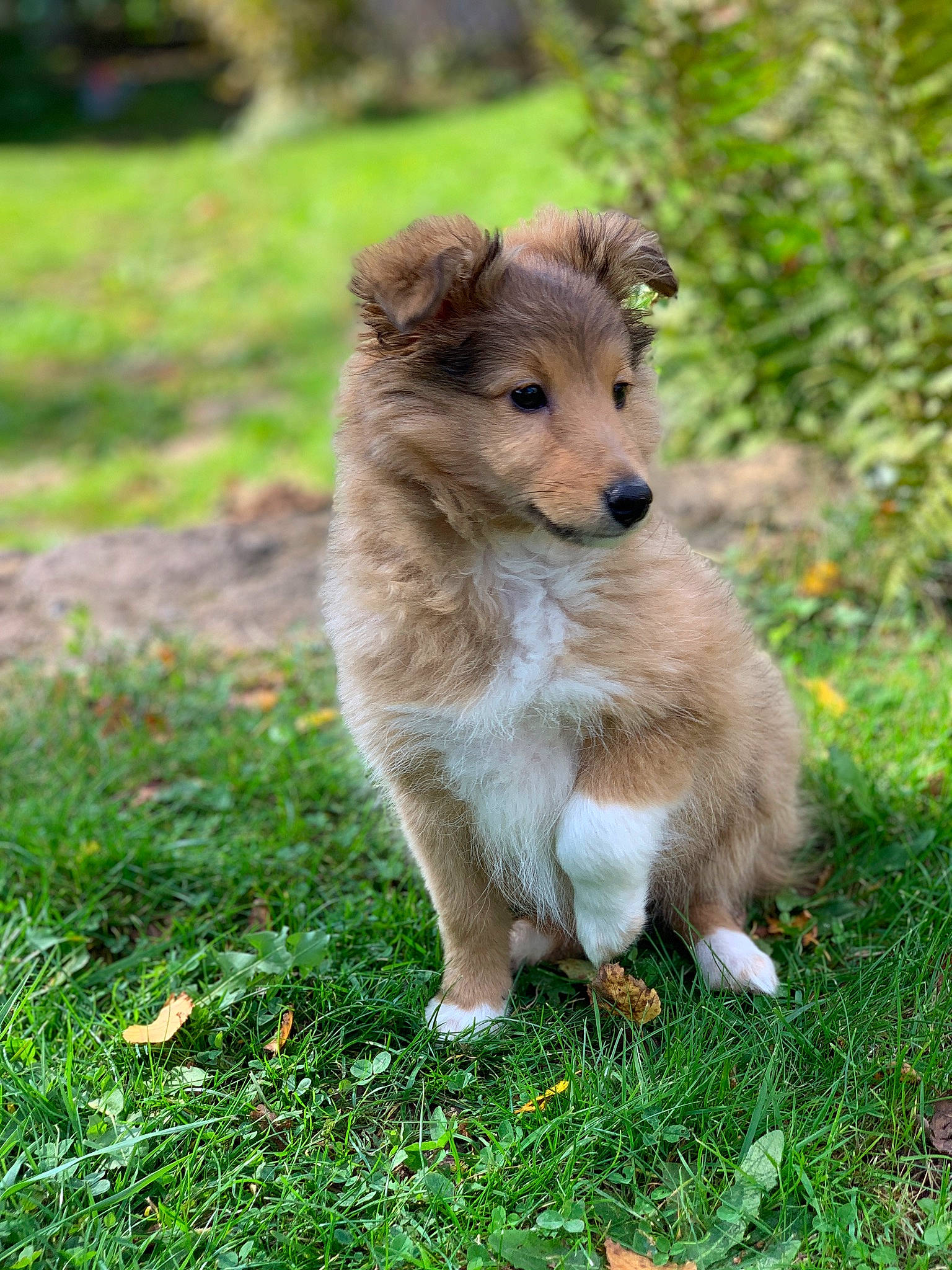 Sansa participe au concours pour gagner de l'argent avec cette photo : ancient_dog_breeds, canidae, carnivore, companion_dog, dog, dog_breed, fawn, grass, groundcover, plant, sporting_group, terrestrial_animal, whiskers, wildlife, working_dog