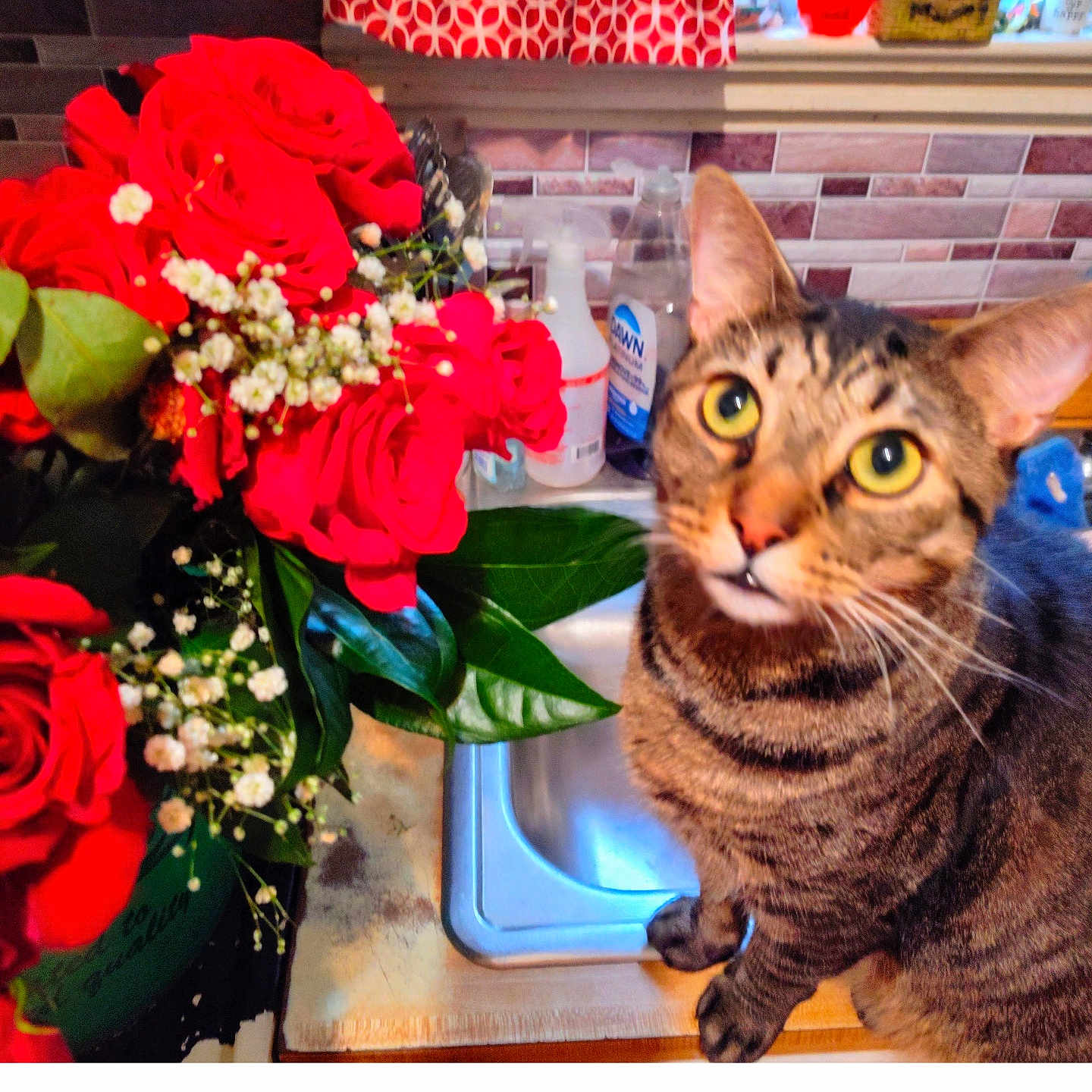 Milo is registered to the contest to win money with this photo: animal, art, car, cat, floraldesign, flower, flowerarrangement, flowerbouquet, geranium, graphics, jar, pattern, pet, petal, plant, pottedplant, pottery, rose, transportation, vehicle