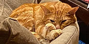 Archie joined the competition — help win amazing prizes! cat, orange_cat, tabby, pet, feline, couch, pillow, indoor, domestic, curled_up, paw, whiskers, ear, cozy, resting, sleepy, closeup, fur, furniture, relaxed