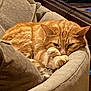 cat, orange_cat, tabby, pet, feline, couch, pillow, indoor, domestic, curled_up, paw, whiskers, ear, cozy, resting, sleepy, closeup, fur, furniture, relaxed