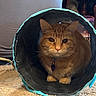Archie is registered to the contest to win money with this photo: animal, carpet, cat, close_up, collar, curious, cute, ears, feline, fur, ginger_cat, household, indoor, orange, pet, resting, soft_focus, tag, tunnel, whiskers