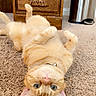 animal, carpet, cat, collar, cute, dresser, ears, eyes, floor, fur, furniture, ginger_cat, home, indoor, pet, pink_nose, relaxed, trash_can, upside_down, whiskers