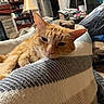 Archie is registered to the contest to win money with this photo: blanket, book, cat, comfort, couch, cozy, feline, fur, home, indoor, lamp, living_room, orange_tabby, pet, relaxed, resting, shelf, soft_lighting, striped, whiskers