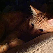 Archie joined the competition — help win amazing prizes! animal, armrest, cat, closeup, comfort, couch, cozy, feline, fur, home, indoor, night, orange_tabby, pet, quiet, relaxed, resting, shadow, soft_light, whiskers