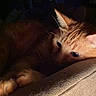 animal, armrest, cat, closeup, comfort, couch, cozy, feline, fur, home, indoor, night, orange_tabby, pet, quiet, relaxed, resting, shadow, soft_light, whiskers