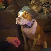 Dozer is registered to the contest to win money with this photo: dog, beanie, indoor, couch, pillow, brown, white, pet, sitting, floor, knitted_hat, human_hand, watch, living_room, furniture, cozy, domestic, companion, casual, relaxed