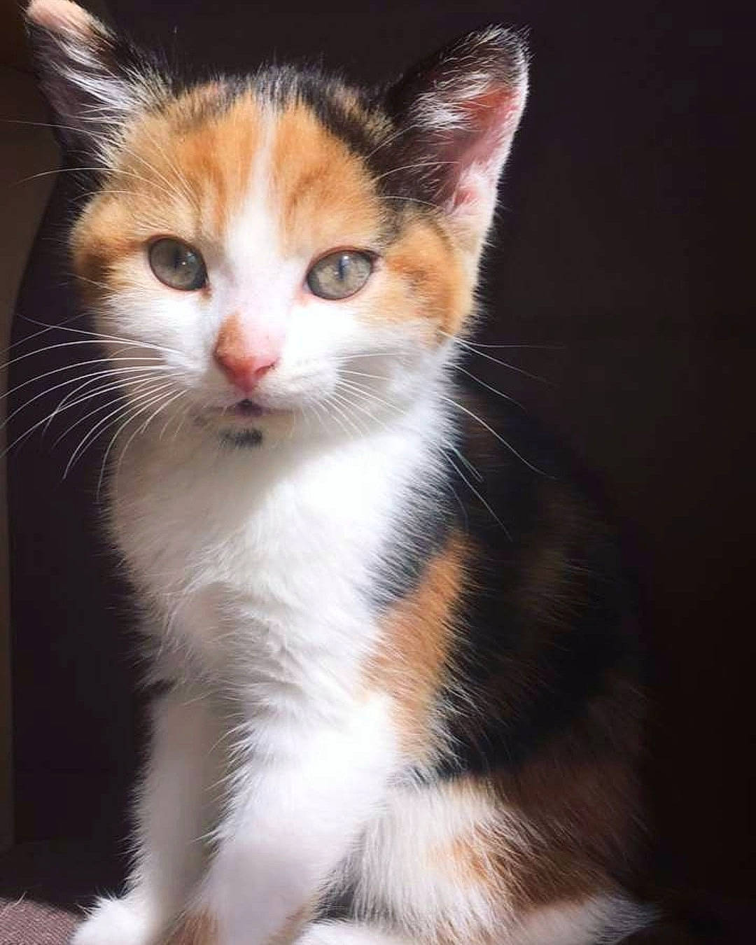 Minnie is registered to the contest to win money with this photo: aegean_cat, american_wirehair, carnivore, cat, domestic_short_haired_cat, european_shorthair, fawn, felidae, fur, japanese_bobtail, kitten, mammal, polydactyl_cat, small_to_medium_sized_cats, snout, vertebrate, whiskers