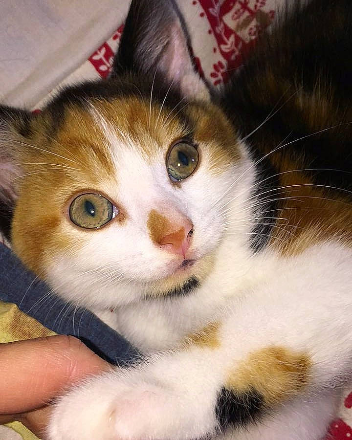 Minnie joined the competition — help win amazing prizes! aegean_cat, american_wirehair, asian, carnivore, cat, domestic_short_haired_cat, ear, european_shorthair, eye, fawn, felidae, fur, kitten, mammal, nose, polydactyl_cat, small_to_medium_sized_cats, snout, whiskers