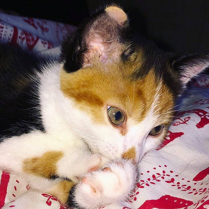 Minnie is registered to the contest to win money with this photo: aegean_cat, american_wirehair, asian, carnivore, cat, domestic_short_haired_cat, ear, european_shorthair, eye, felidae, fur, kitten, mammal, polydactyl_cat, small_to_medium_sized_cats, snout, whiskers