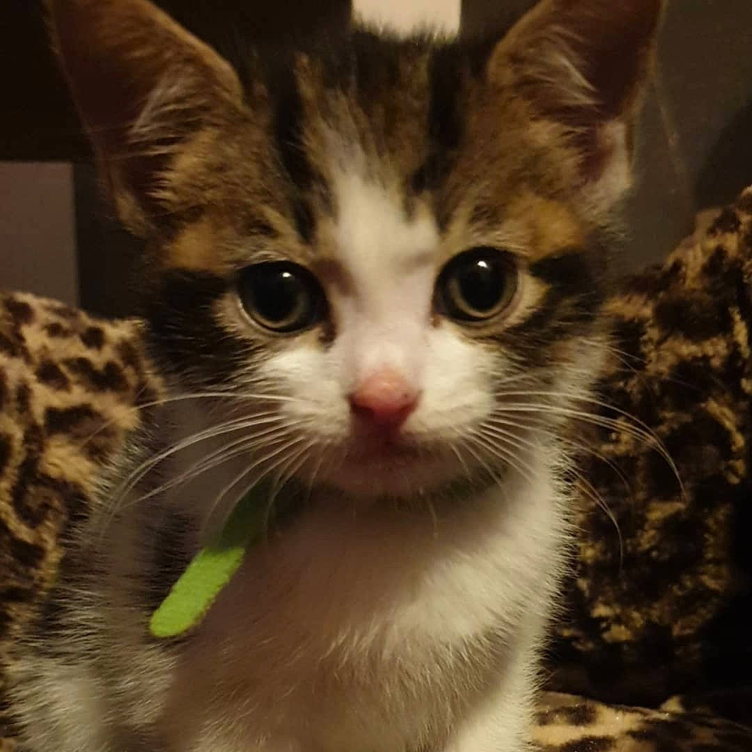 Mylo is registered to the contest to win money with this photo: aegean_cat, american_shorthair, american_wirehair, asian, carnivore, cat, close_up, domestic_short_haired_cat, dragon_li, european_shorthair, eye, felidae, kitten, mammal, nose, small_to_medium_sized_cats, snout, tabby_cat, vertebrate, whiskers