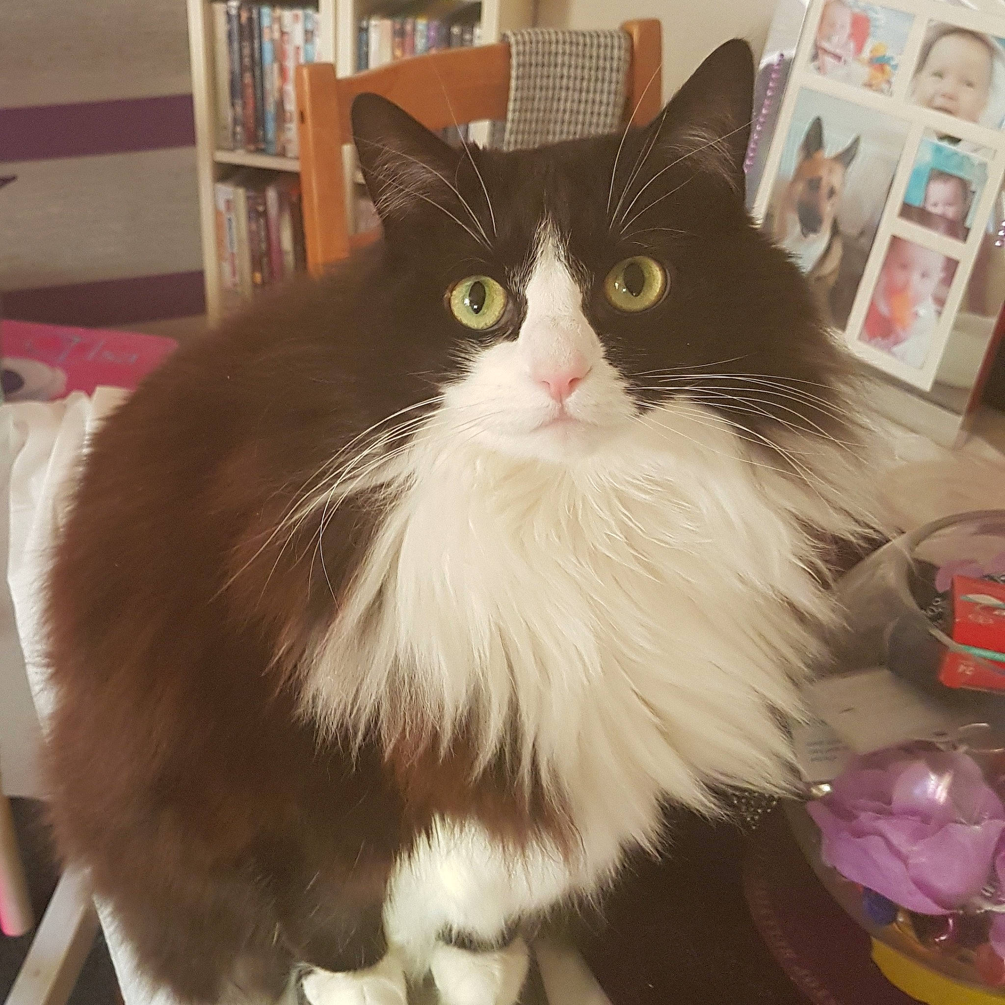 Mittens is registered to the contest to win money with this photo: aegean_cat, asian_semi_longhair, british_semi_longhair, carnivore, cat, cymric, domestic_long_haired_cat, domestic_short_haired_cat, eye, fawn, felidae, fur, mammal, napoleon_cat, norwegian_forest_cat, ragamuffin, small_to_medium_sized_cats, tail, whiskers