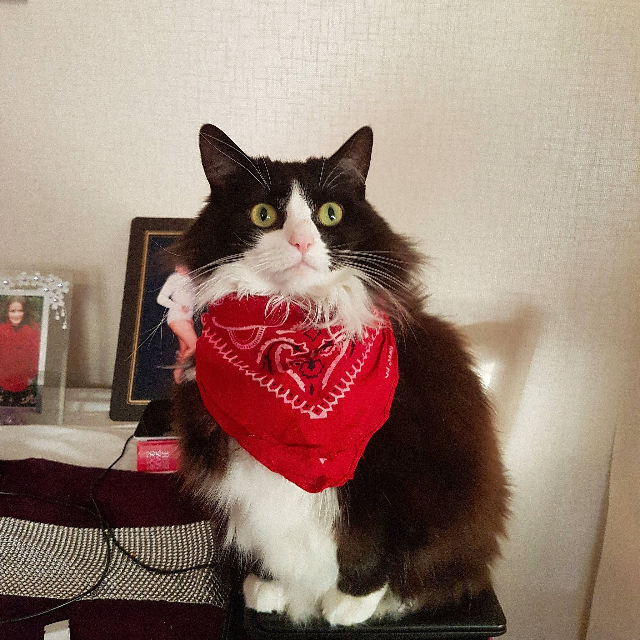 Mittens joined the competition — help win amazing prizes! bow_tie, carnivore, cat, domestic_long_haired_cat, felidae, fur, kitten, norwegian_forest_cat, paw, polydactyl_cat, ragamuffin, small_to_medium_sized_cats, tail, tie, whiskers