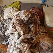 Natsu participe au concours pour gagner de l'argent avec cette photo : animal, blanket, brindle_dog, brown_fur, couch, cuddling, cute, dog, home, hugging, indoor, living_room, lying_down, pet, pillows, portrait, resting, sofa, stuffed_animal, teddy_bear
