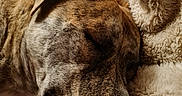 Natsu a rejoint le concours — aidez-le/la à gagner de superbes lots ! bed, blanket, brindle, canine, close_up, cozy, cuddling, dog, floppy_ear, fur, indoors, nose, pet, plush, portrait, relaxed, resting, sleeping, sleepy, snout