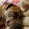 bed, blanket, brindle, canine, close_up, cozy, cuddling, dog, floppy_ear, fur, indoors, nose, pet, plush, portrait, relaxed, resting, sleeping, sleepy, snout