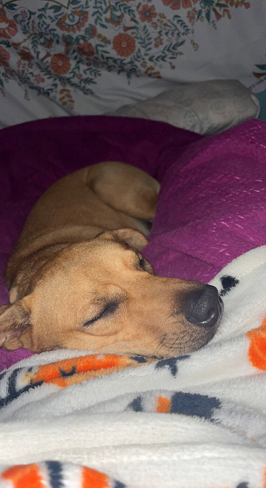 Bernie joined the competition — help win amazing prizes! bedding, bedtime, blanket, canidae, carnivore, comfort, companion_dog, dog, dog_bed, dog_breed, dog_supply, fawn, fur, linens, nap, paw, pet_supply, snout, sporting_group, working_animal