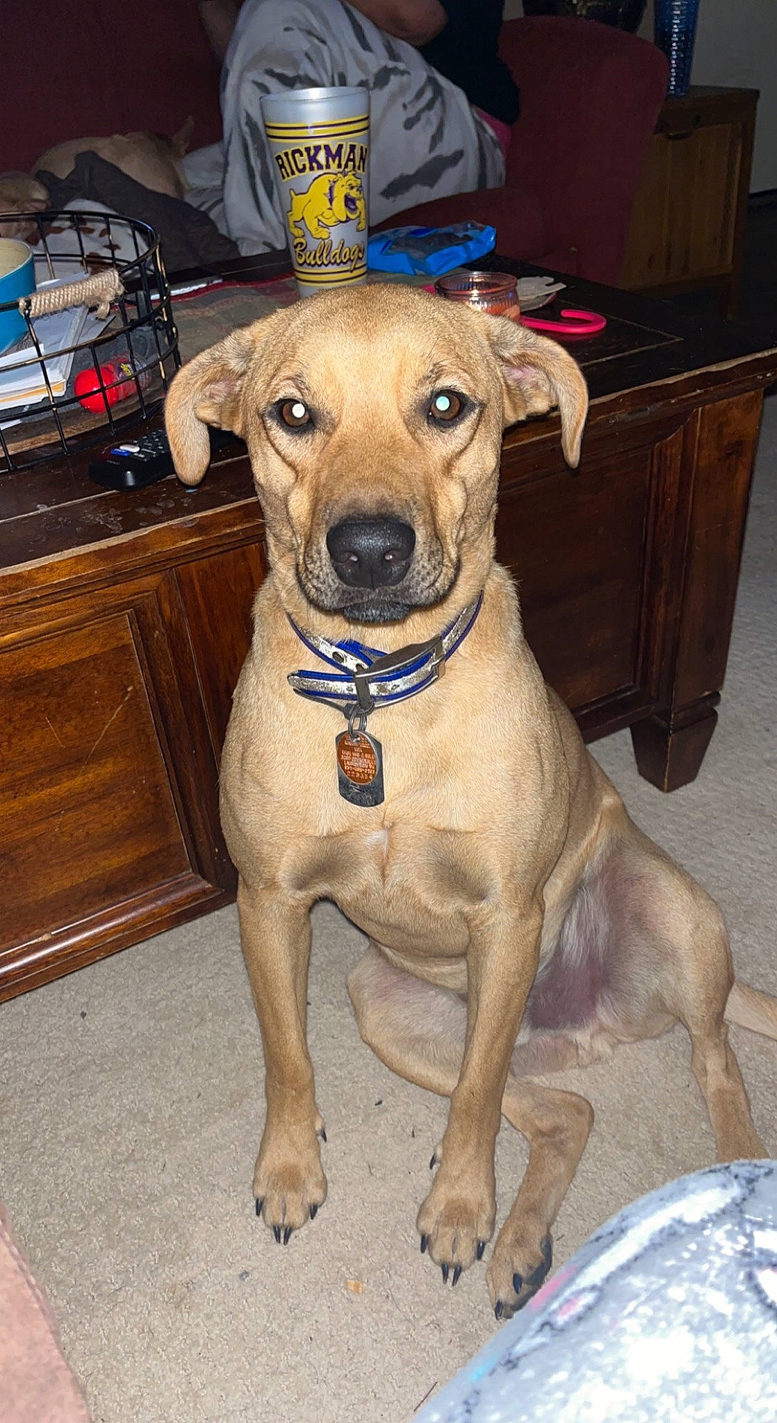 Bernie joined the competition — help win amazing prizes! cabinetry, canidae, carnivore, chest_of_drawers, collar, companion_dog, dog, dog_breed, dog_clothes, dog_collar, dog_supply, drawer, fawn, fur, leash, pet_supply, snout, sporting_group, working_animal, working_dog