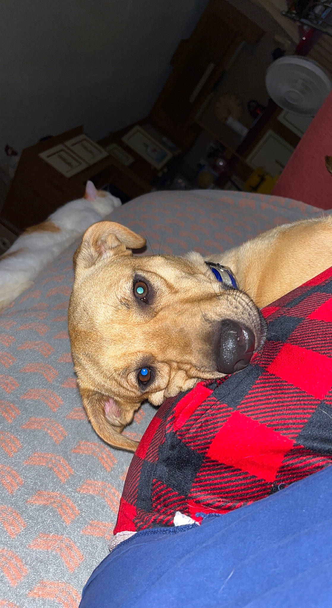 Bernie is registered to the contest to win money with this photo: canidae, carnivore, collar, companion_dog, dog, dog_breed, dog_clothes, dog_supply, fawn, fur, pattern, pet_supply, plaid, snout, sporting_group, stuffed_toy, tartan, terrestrial_animal, whiskers, working_animal