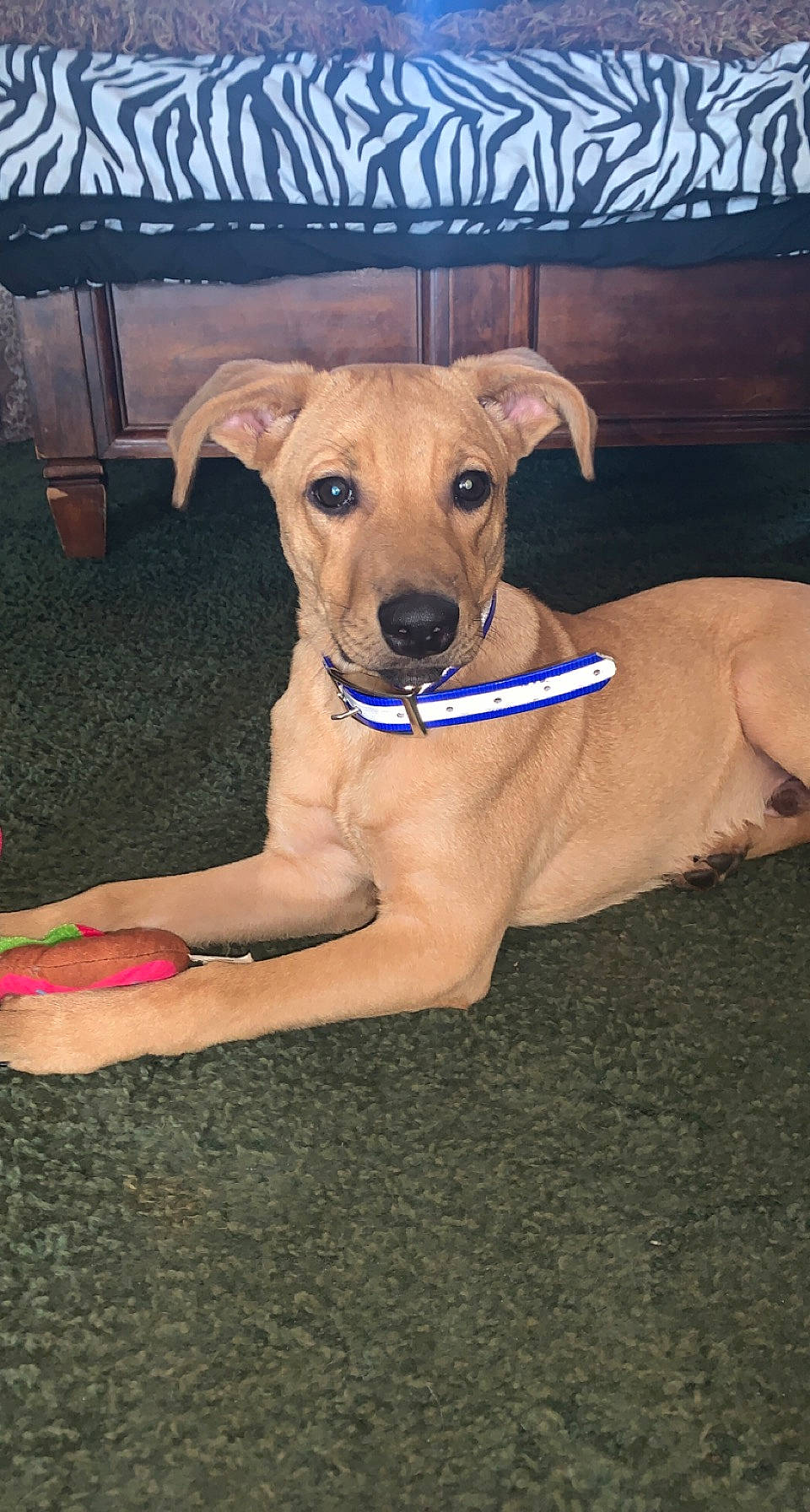 Bernie is registered to the contest to win money with this photo: canidae, carnivore, chair, collar, companion_dog, dog, dog_breed, dog_clothes, dog_collar, dog_supply, fawn, hardwood, non_sporting_group, pet_supply, snout, sporting_group, wood, working_animal, working_dog, wrist