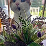 Latte is registered to the contest to win money with this photo: cat, flower, bouquet, plant, greenery, purple, leaf, indoor, window, pet, curious, background, table, nature, houseplant, closeup, feline, domestic_animal, soft_light, home