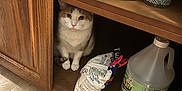 Latte is registered to the contest to win money with this photo: cat, cabinet, wood, floor, tile, cleaning_products, bag, household_items, pet, curious, indoor, shelf, container, scissors, white, orange, animal, hiding, closeup, domestic
