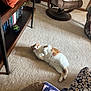 cat, carpet, bookshelf, books, succulent_plant, cushioned_chair, blanket, indoor, relaxed, orange_and_white_cat, furniture, wooden_shelf, floor, home, cozy, pet, resting, animal, natural_light, living_room