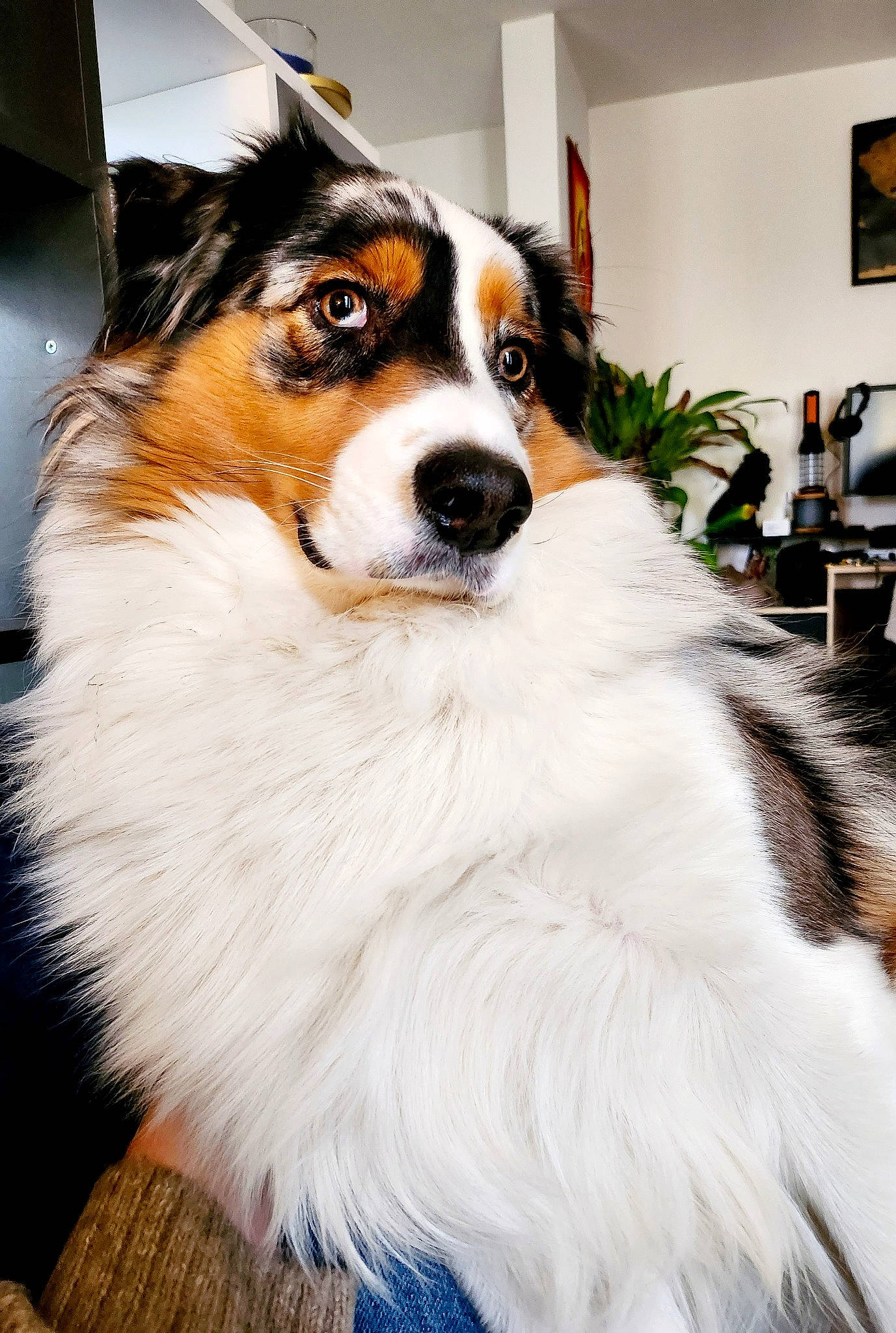 Sam a rejoint le concours — aidez-le/la à gagner de superbes lots ! carnivore, companion_dog, dog, dog_breed, door, event, fur, houseplant, natural_material, picture_frame, plant, snout, sporting_group, television, whiskers, working_animal, working_dog