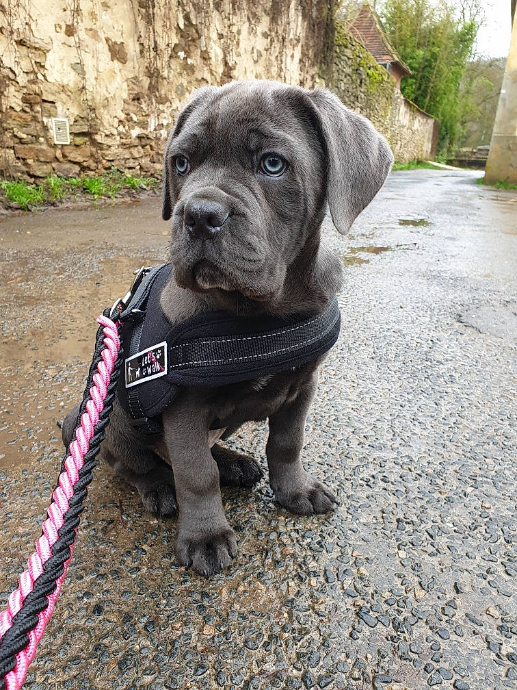 Pink participe au concours pour gagner de l'argent avec cette photo : bandog, cane_corso, canidae, carnivore, companion_dog, dog, dog_breed, fawn, guard_dog, korean_mastiff, mammal, molosser, neapolitan_mastiff, perro_de_presa_mallorquin, rare_breed_dog, snout, sporting_group, vertebrate, working_dog