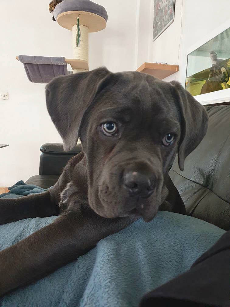 Pink participe au concours pour gagner de l'argent avec cette photo : american_pit_bull_terrier, bandog, bullmastiff, cane_corso, canidae, carnivore, companion_dog, dog, dog_breed, fawn, guard_dog, mammal, molosser, non_sporting_group, pit_bull, puppy, rare_breed_dog, snout, sporting_group, vertebrate