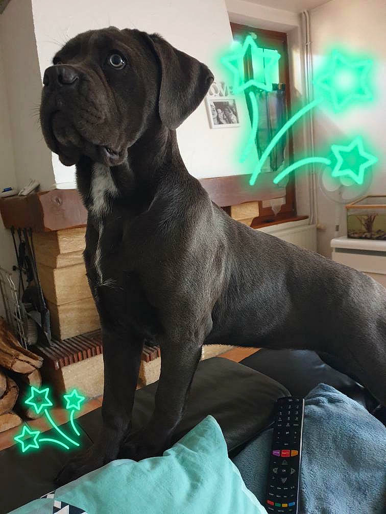 Pink participe au concours pour gagner de l'argent avec cette photo : bandog, cane_corso, canidae, carnivore, companion_dog, dog, dog_breed, fawn, great_dane, guard_dog, korean_mastiff, mammal, molosser, non_sporting_group, sporting_group, vertebrate, working_dog