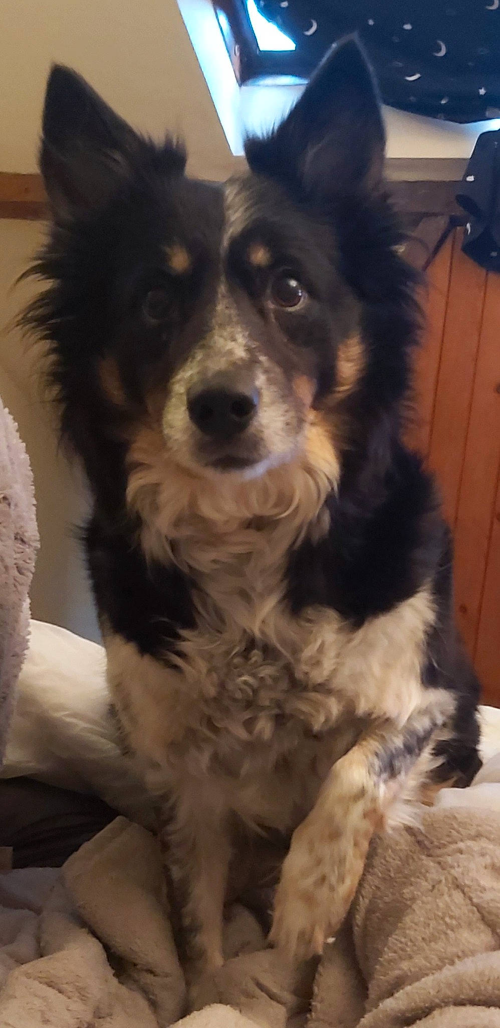 Cassey is registered to the contest to win money with this photo: border_collie, bored, canidae, carnivore, companion_dog, dog, dog_breed, fur, herding_dog, snout, sporting_group, texas_heeler, whiskers, working_animal, working_dog