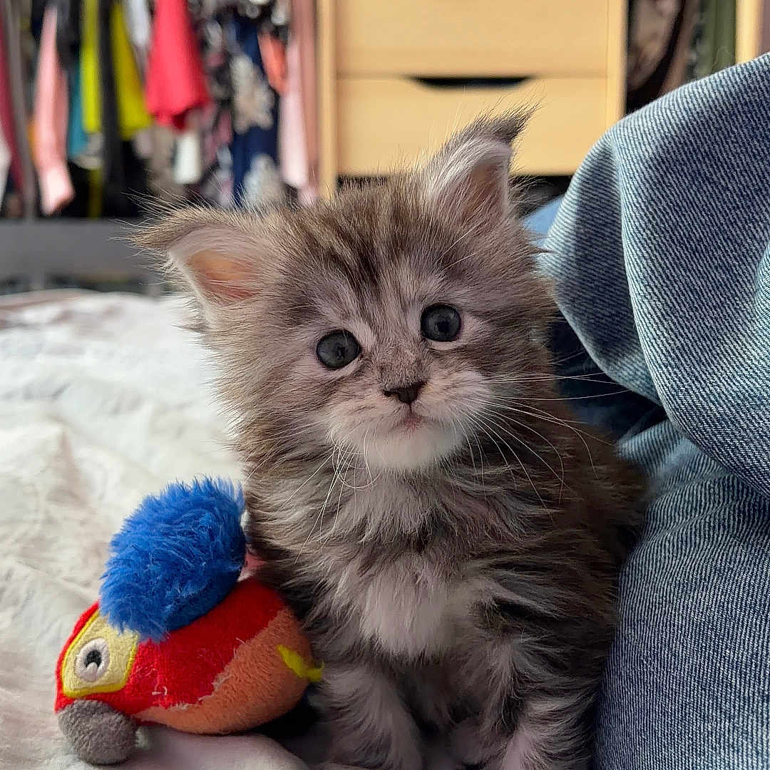 Bloom participe au concours pour gagner de l'argent avec cette photo : kitten, cat, plush_toy, bed, blanket, clothing, indoor, furniture, jeans, cute, pet, animal, furry, small, young, soft, toy, colorful, curious, cozy