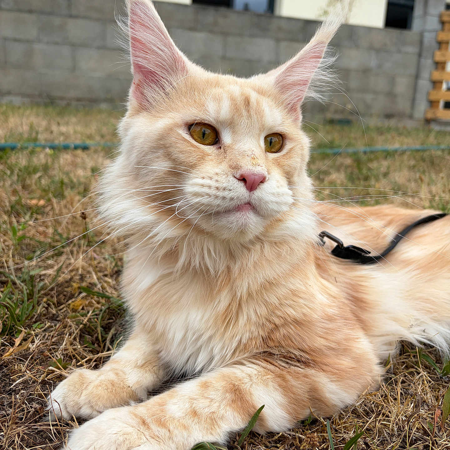 Armani