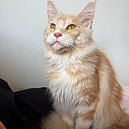 Armani participe au concours pour gagner de l'argent avec cette photo : cat, fluffy, orange, white, long_hair, portrait, pet, animal, feline, sitting, indoor, whiskers, ears, tail, closeup, golden_eyes, fur, domestic_cat, cute, calm