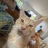 cat, orange_cat, close_up, indoor, yellow_eyes, fur, whiskers, curious, pet, collar, home, window, blanket, carpet, furniture, natural_light, head, face, animal, domestic