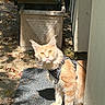 cat, orange_cat, harness, outdoor, sunlight, gravel, planter, wall, mat, curious, pet, animal, feline, shadow, texture, nature, daylight, ears, whiskers, fur
