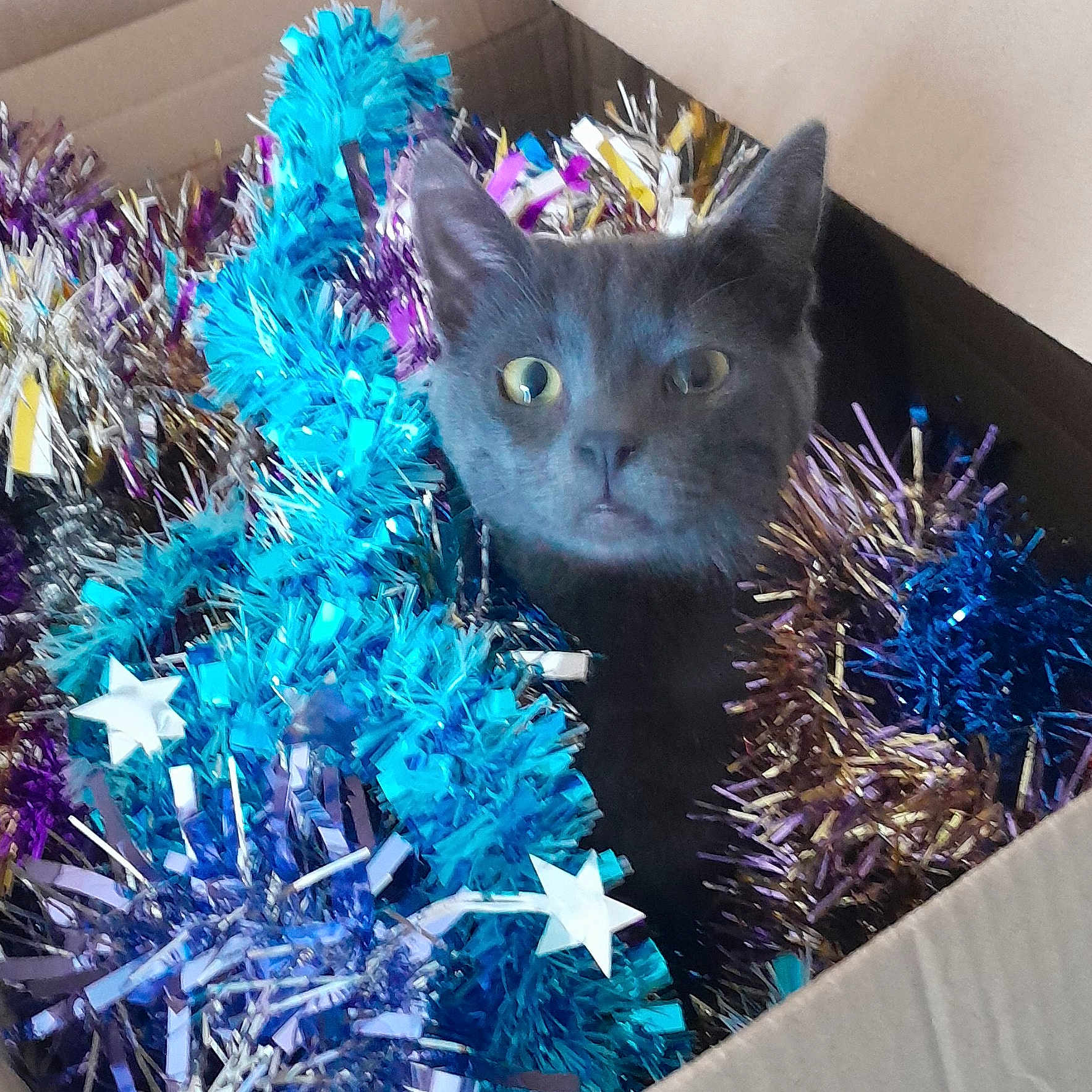 Yanki participe au concours pour gagner de l'argent avec cette photo : accessories, animal, box, cat, clothing, costume, face, featherboa, flower, head, indoors, kitten, manx, person, pet, photography, plant, portrait, pottedplant, purple
