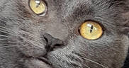 Yanki participe au concours pour gagner de l'argent avec cette photo : abyssinian, angora, animal, blackcat, brasssection, cat, gray, horn, kitten, manx, musicalinstrument, pet, snout
