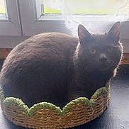 Yanki participe au concours pour gagner de l'argent avec cette photo : animal, basket, cat, cozy, curled_up, domestic_cat, ears, eyes, face, feline, fur, gray_cat, indoor, lace_curtains, pet, resting, soft_light, whiskers, window, woven_basket