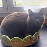 animal, basket, cat, cozy, curled_up, domestic_cat, ears, eyes, face, feline, fur, gray_cat, indoor, lace_curtains, pet, resting, soft_light, whiskers, window, woven_basket