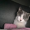 cat, gray_cat, white_cat, pet, animal, sleepy, sitting, indoors, blanket, pink_blanket, couch, cozy, close_up, portrait, whiskers, ears, fur, nose, dim_lighting, home
