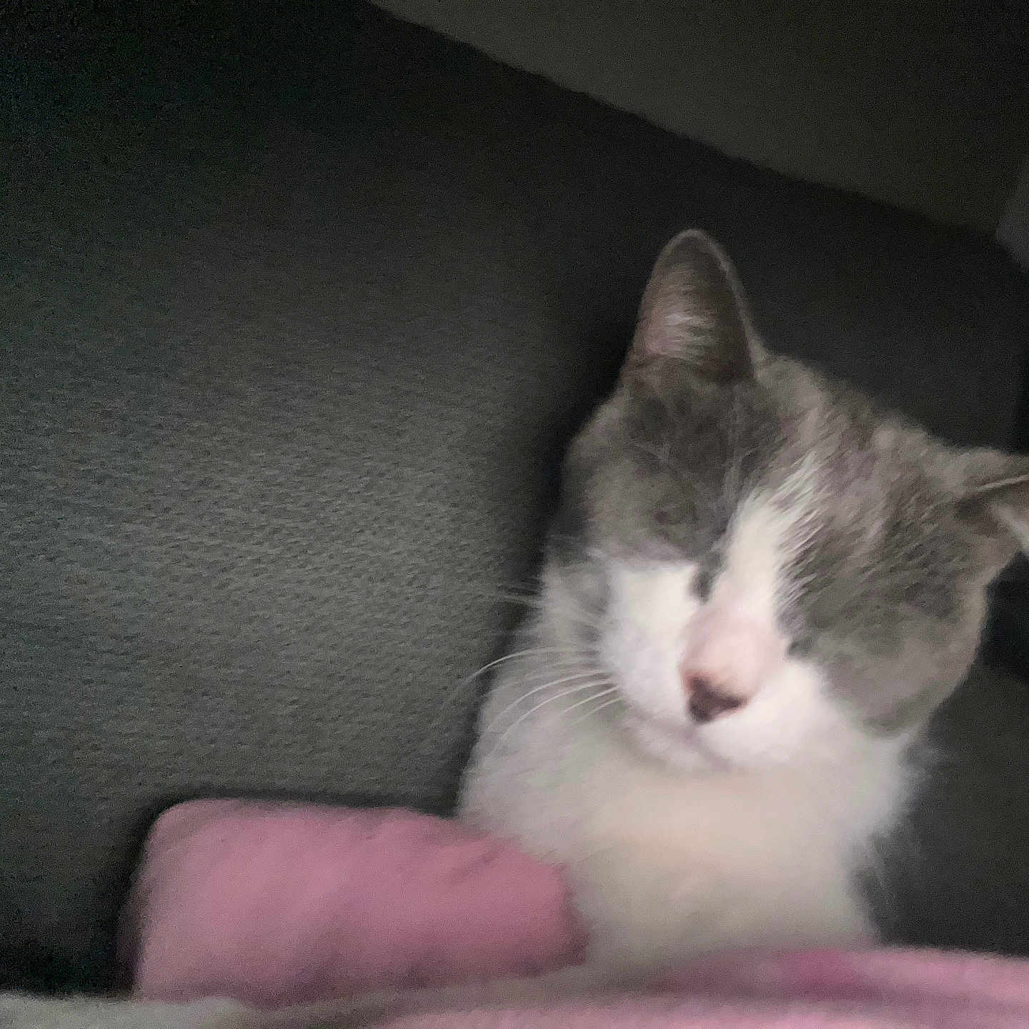 Pascal a rejoint le concours — aidez-le/la à gagner de superbes lots ! cat, gray_cat, white_cat, pet, animal, sleepy, sitting, indoors, blanket, pink_blanket, couch, cozy, close_up, portrait, whiskers, ears, fur, nose, dim_lighting, home