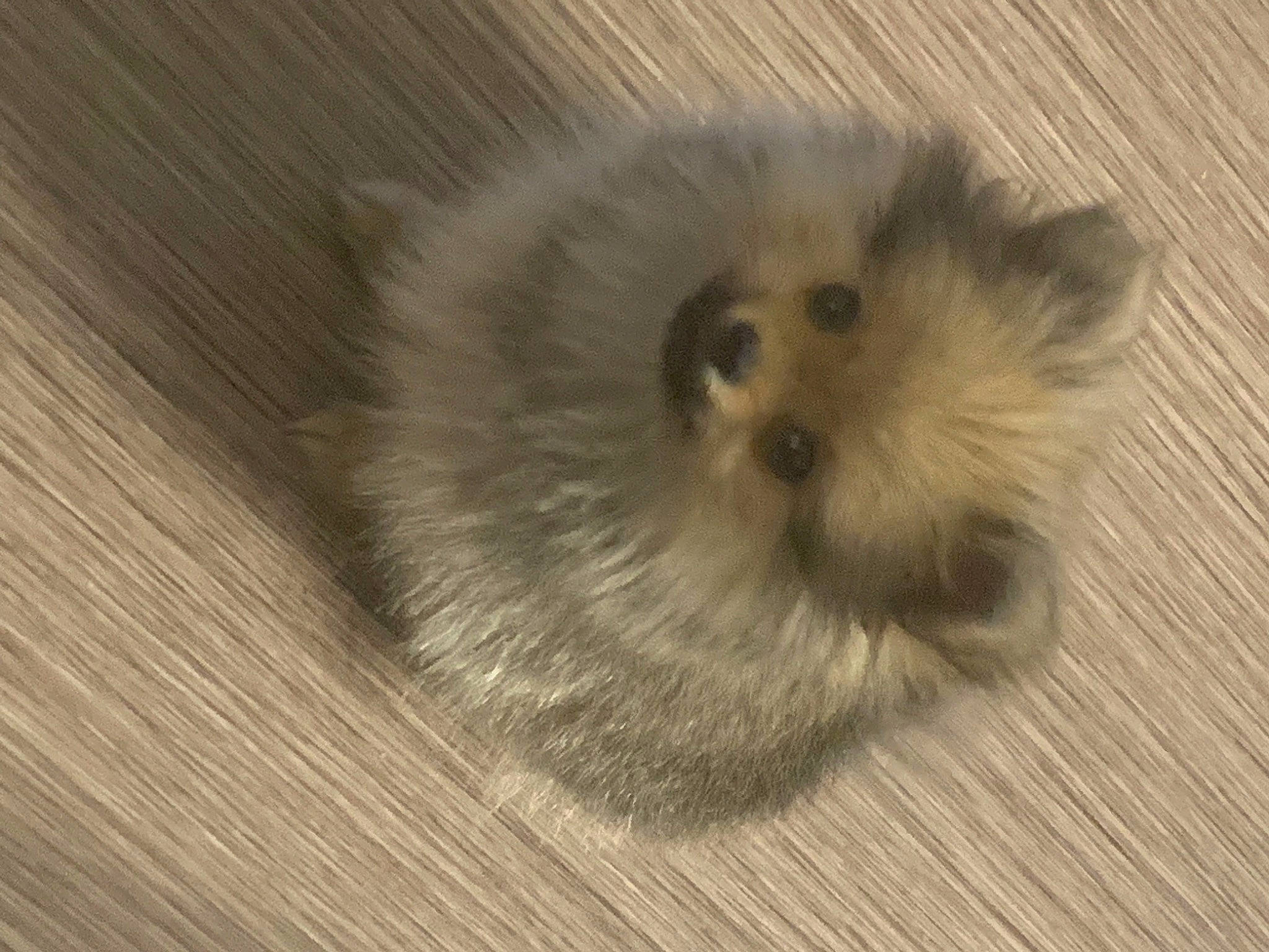 Lina a rejoint le concours — aidez-le/la à gagner de superbes lots ! carnivore, companion_dog, dog, dog_breed, fawn, felidae, flooring, fur, german_spitz, german_spitz_klein, hardwood, snout, spitz, sporting_group, tail, terrestrial_animal, toy_dog, whiskers, wood, working_animal