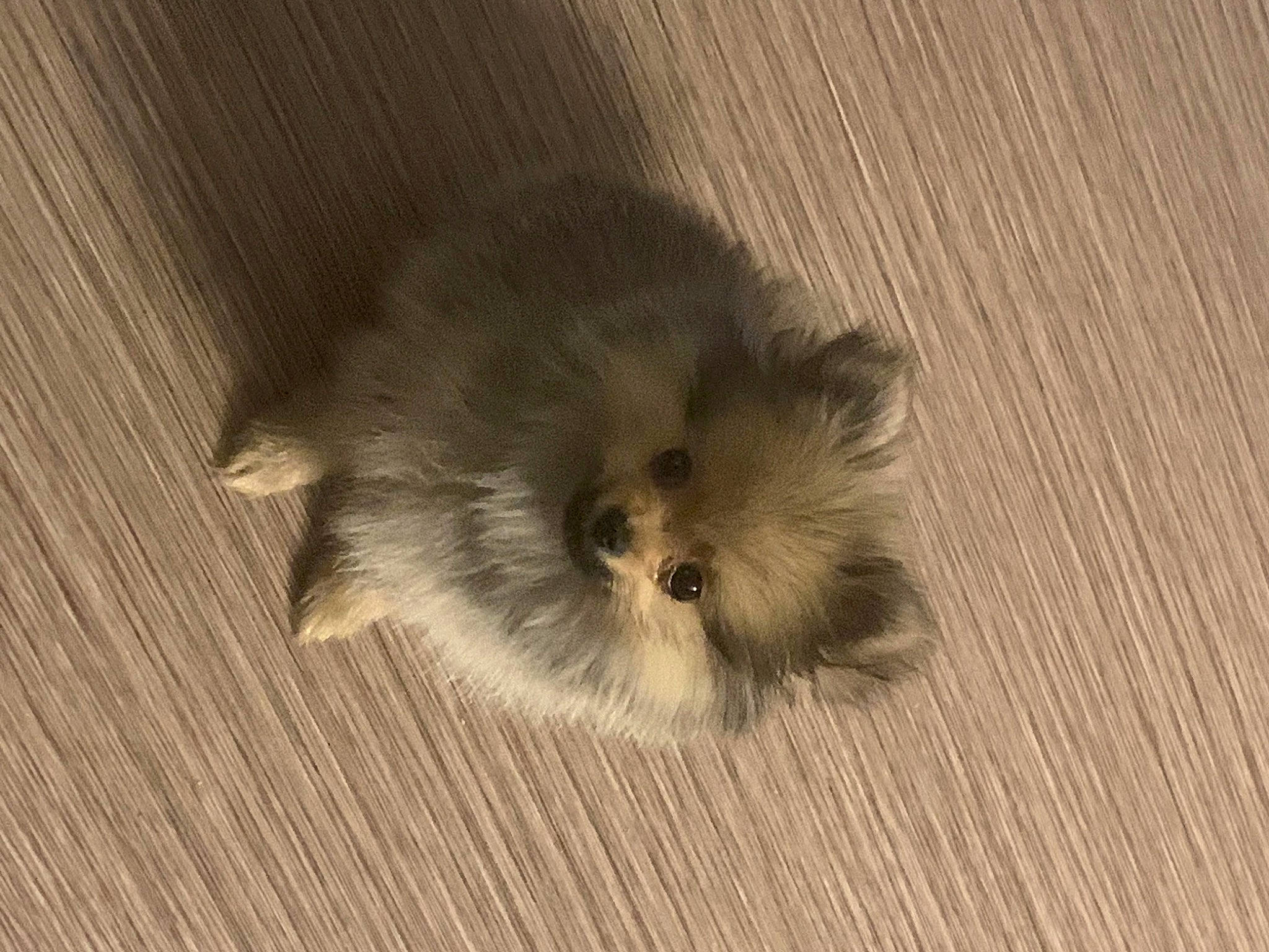 Lina a rejoint le concours — aidez-le/la à gagner de superbes lots ! ancient_dog_breeds, canidae, carnivore, companion_dog, dog, dog_breed, fawn, fur, hardwood, liver, non_sporting_group, shih_tzu, snout, sporting_group, terrestrial_animal, toy_dog, whiskers, wood, working_animal