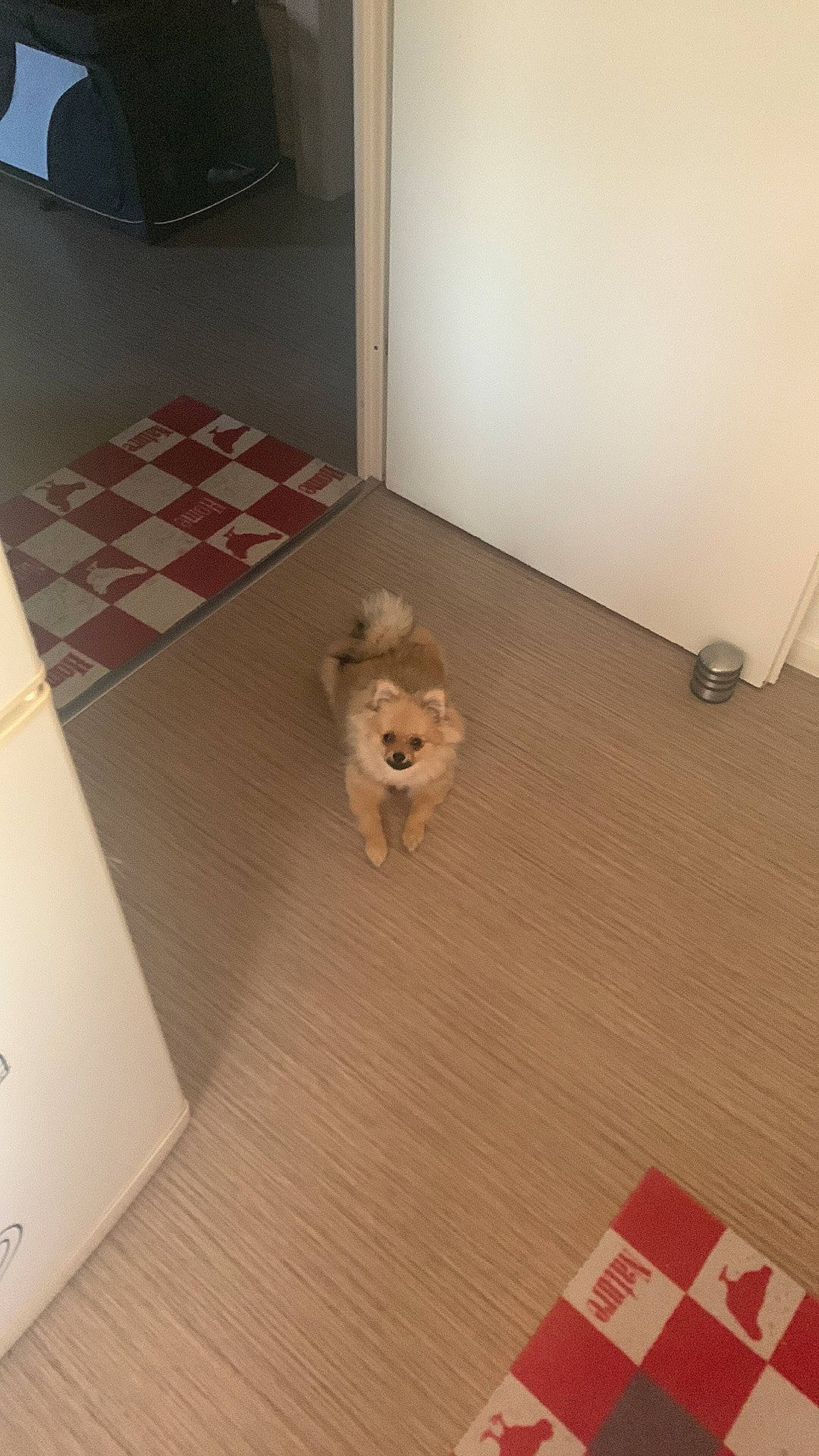 Lina a rejoint le concours — aidez-le/la à gagner de superbes lots ! carnivore, companion_dog, dog, dog_breed, door, fawn, felidae, floor, flooring, hardwood, laminate_flooring, mammal, plywood, rectangle, room, sporting_group, toy_dog, wood, wood_flooring, wood_stain