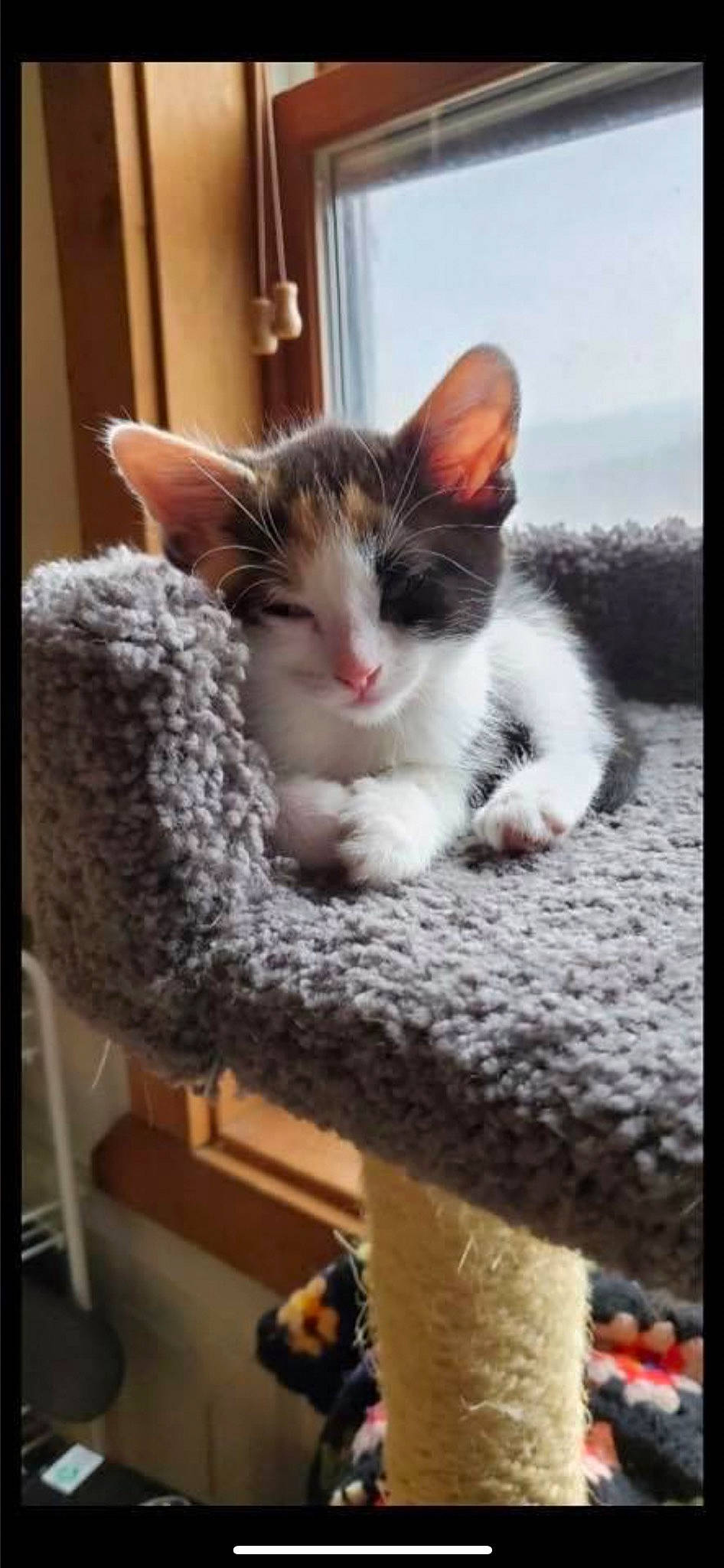 Abigale joined the competition — help win amazing prizes! box, carnivore, cat, cat_furniture, cat_supply, claw, comfort, domestic_short_haired_cat, felidae, fur, paw, photo_caption, rectangle, room, small_to_medium_sized_cats, snout, tail, whiskers, window, wood