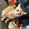 animal, autumn, cat, closeup, cozy, curious, cute, decorations, fall_leaves, feline, holiday, indoor, kitten, orange_tabby, pet, pumpkins, seasonal, table, whiskers, young