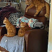 Marley joined the competition — help win amazing prizes! animal, armchair, blanket, brown, cat, cozy, curtain, cute, decor, furniture, ginger_cat, indoor, living_room, lying_down, orange, pet, plush_toys, relaxing, sitting, window